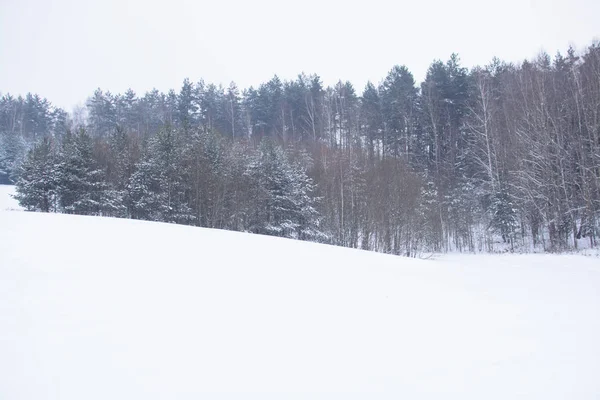 冬季风景 多云的一天 冬季衰退 闷热的色彩 单色风景 冬季森林 — 图库照片