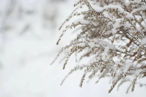 Zimowe Suchej Trawy Roślina Zimowe Proste Monochromatyczne Pantone Szczegóły Zima — Zdjęcie stockowe