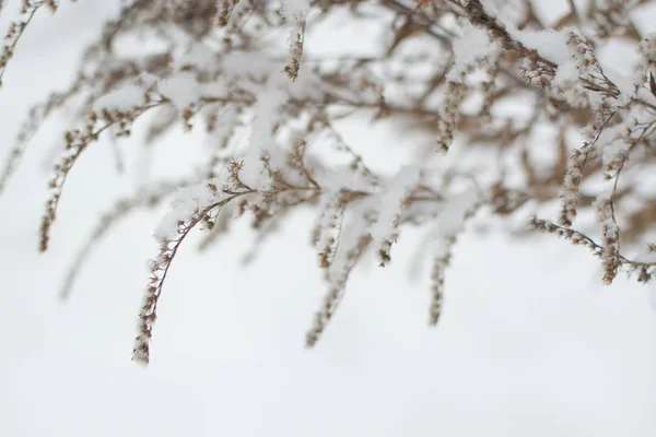 Zimowe Suchej Trawy Roślina Zimowe Proste Monochromatyczne Pantone Szczegóły Zima — Zdjęcie stockowe