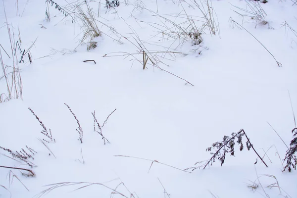 Winter Dry Grass Plant Simple Winter Monochrome Pantone Winter Details — Stock Photo, Image