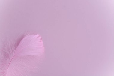 Bir tüy ile pembe arka plan.