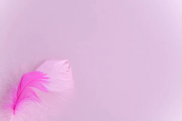 Bir tüy ile pembe arka plan.