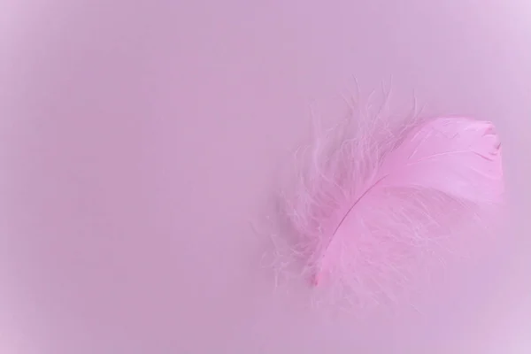 Bir tüy ile pembe arka plan.