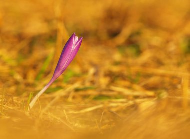 Yeşil yaprakları ve sapı ve çayırda güneş yansımaları ile Mor bahar çiçek. Bir ev bahçesinde çiçekli çiğdem.