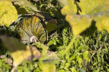Ev bahçesindeki yaprakların arasında benekli yeşil balkabağı