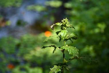 Erechtites, papatya familyasından alevli otlar ve yakılmış otlar olarak bilinen bir bitki cinsidir. Onlar Amerika ve Avustralya 'nın yerlileridir.,