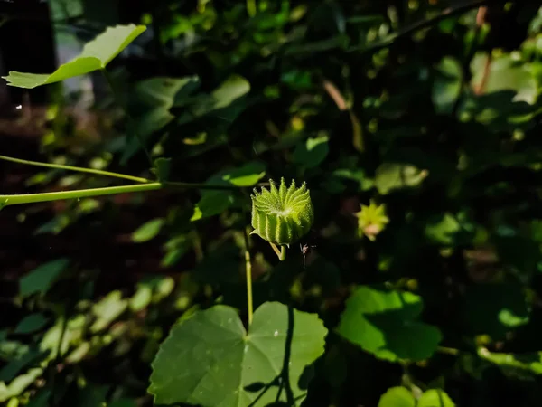 Abutilon Indicum 나무과의 관목으로 지방에서 자생하며 때때로 장식용으로 — 스톡 사진