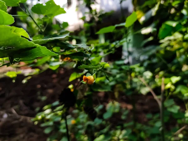 Abutilon Indicum Small Shrub Family Malvaceae Native Tropic Subtropical Regions — Stock Photo, Image