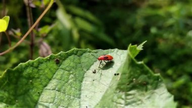 Oncopeltus fasciatus, Lygaeidae familyasından orta büyüklükte bir kanatlı böcek türü..