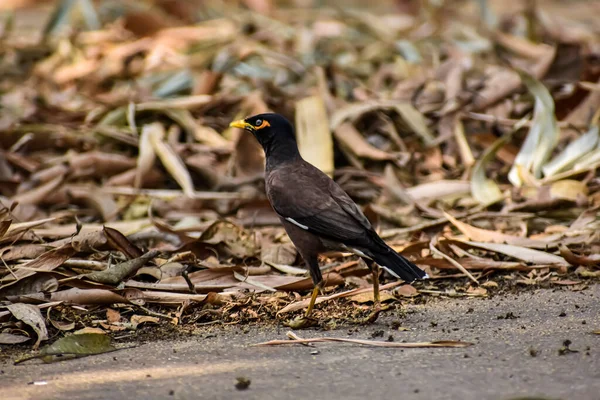 Myna Comune Myna Indiana Acridotheres Tristis Volte Scritto Mynah Membro — Foto Stock