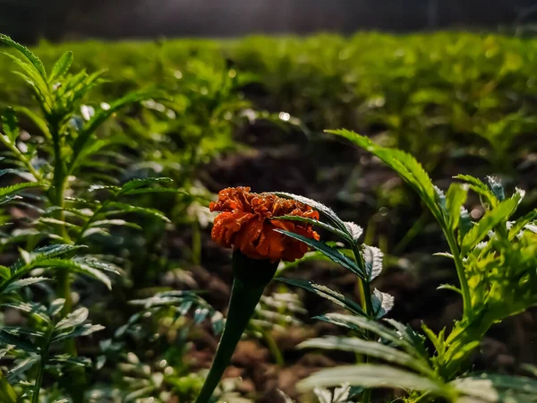 龙舌兰属 Tagetes 是一种一年生或多年生植物 主要是葵花科的草本植物 1753年卡尔 Carl Linnaeus 将其描述为一个属 — 图库照片