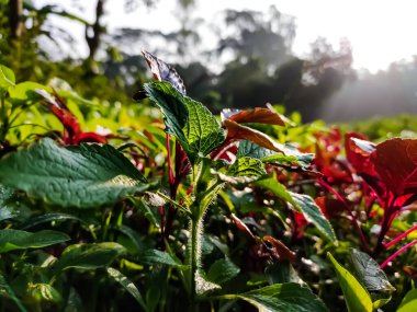 Perilla frutescens, kedigiller (Lamiaceae) familyasından bir Perilla türü..