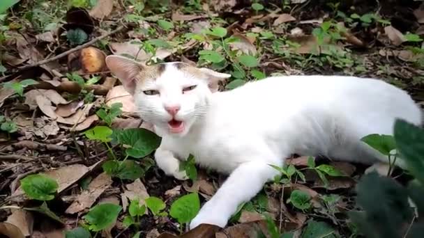 Un chat blanc couché dans la citronnière dans la prise de vue de jour .