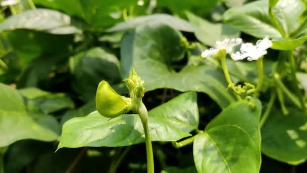 Dies Ist Die Spargelblume Nahaufnahme Aufnahmen Und Einige Schwarze Ameise — Stockvideo