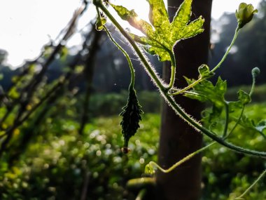 Momordica charantia, Cucurbitaceae familyasından Asya, Afrika ve Karayipler 'de yetişen tropikal ve subtropikal bir sarmaşıktır..