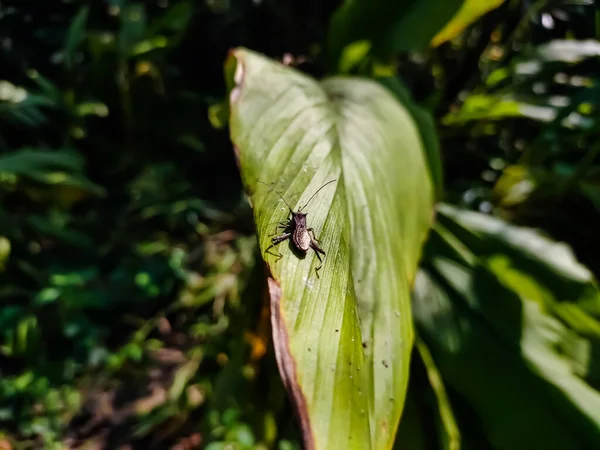 Alydidae Allgemein Als Breitkopfkäfer Bekannt Sind Eine Familie Echter Wanzen — Stockfoto