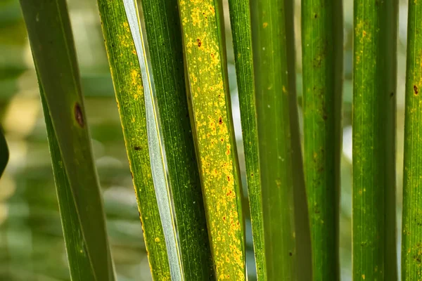 Yellow Green Coconut Leaf Macro Shot Daytime — Stock Photo, Image