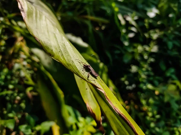 Geniş Başlı Böcek Olarak Bilinen Alydidae Yakın Akraba Coreidae Familyasına — Stok fotoğraf