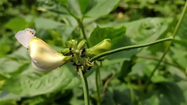 Esta Flor Frijol Espárrago Primer Plano Una Pequeña Mariposa Blanca — Vídeos de Stock