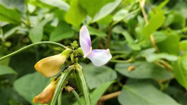 Dies Ist Die Spargelblume Nahaufnahme Aufnahmen Und Einige Schwarze Ameise — Stockvideo