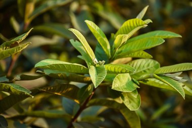 Guava, Myrtaceae familyasından Meksika, Orta Amerika, Karayipler ve Kuzey Güney Amerika 'ya özgü küçük bir ağaçtır..