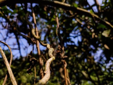 Bu bir kuru tırmanma tesisi makro düşük açılı gündüz çekimi..