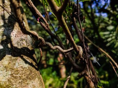 Bu bir kuru tırmanma tesisi makro düşük açılı gündüz çekimi..