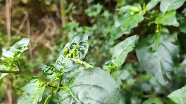 Les Mantises Florales Sont Les Espèces Mantises Prière Qui Imitent — Video