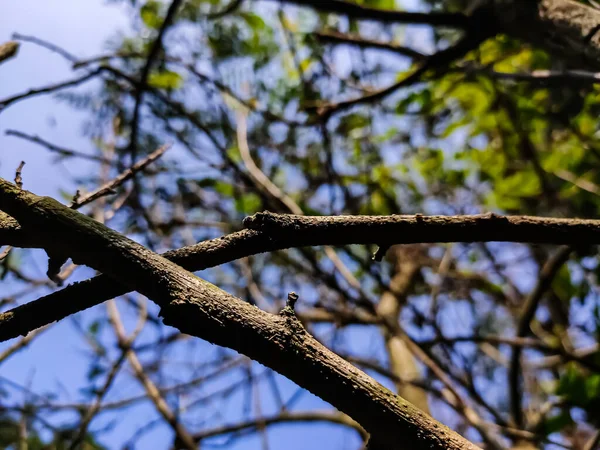Toto Suchý Strom Větev Detailní Záběr Ráno — Stock fotografie