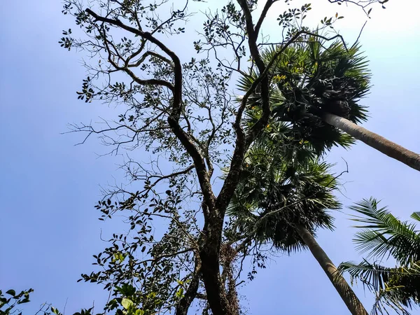 Dies Ist Die Große Palme Und Der Brombeerbaum Niedrig Tag — Stockfoto