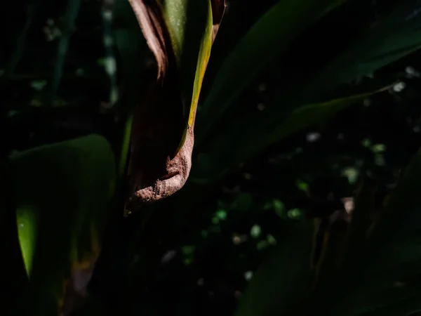 Ranní Sluneční Paprsky Osvětlovaly Malý Suchý Listí Lese — Stock fotografie
