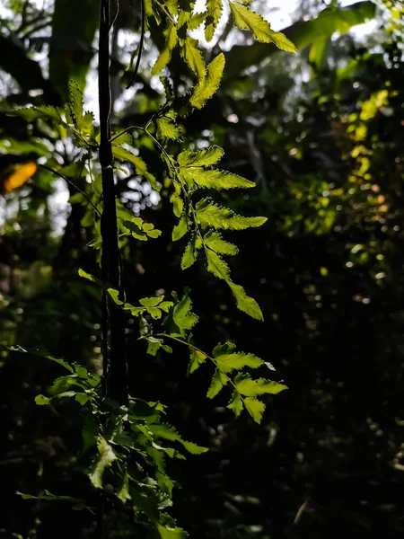 Lygodium Japonicum 양치식물의 일종으로 일반적 이름인 포도나무같은 양치식물 일본등 반양치류로 — 스톡 사진