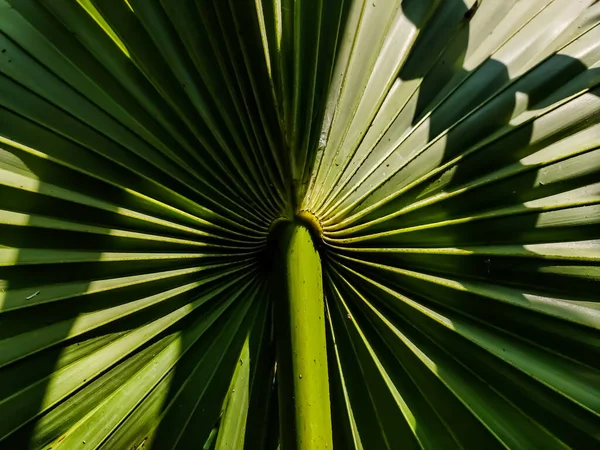 Dies Ist Die Rückseite Des Palmenblattes Und Morgensonne Fällt Auf — Stockfoto