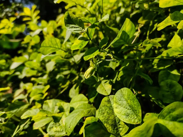 Clitoria Ternatea Широко Известный Азиатские Голубиные Крылья Является Растительным Видом — стоковое фото