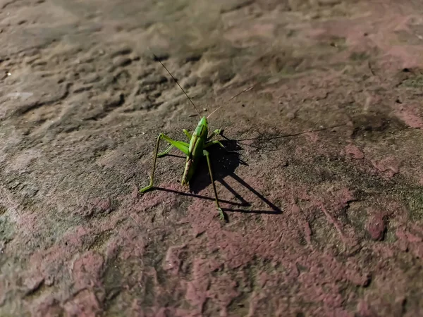 Acrida Cinerea Parfois Appelée Sauterelle Longue Tête Orientale Est Membre — Photo