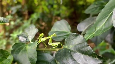 Çiçek peygamber develeri, çiçekleri taklit eden peygamberdevesi türüdür. Renklendirmeleri agresif bir taklit örneğidir, çiçek peygamberdevesi türlerinin çoğu Hymenopodidae familyasındadır..