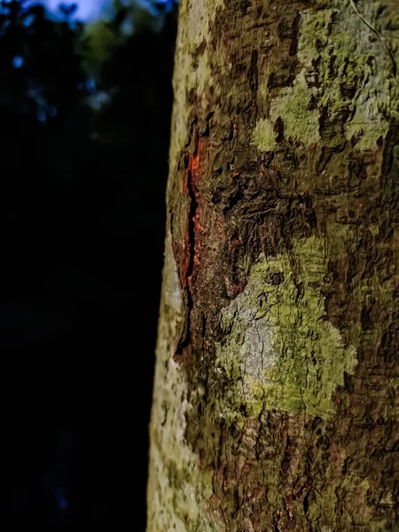 Questo Jackfruit Alberi Corteccia Close Tiro Quando Luce Del Sole — Foto Stock