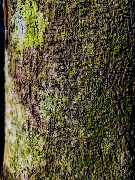 Esta Jaca Árvores Casca Close Tiro Quando Luz Sol Caindo Fotos De Bancos De Imagens