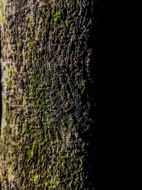 Bu, ağaçların üzerine güneş ışığı düşerken havlayan kaya meyvesi ağaçları..