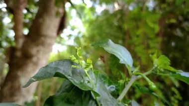 Çiçek peygamber develeri, çiçekleri taklit eden peygamberdevesi türüdür. Renklendirmeleri agresif bir taklit örneğidir, çiçek peygamberdevesi türlerinin çoğu Hymenopodidae familyasındadır..
