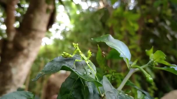 Les Mantises Florales Sont Les Espèces Mantises Prière Qui Imitent — Video