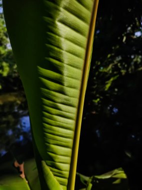 Bu genç bir muz yaprağı ve sabah güneşi bu yaprağı aydınlattı..