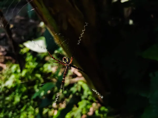 Argiope Appensa Uma Aranha Pertencente Família Araneidae Esta Espécie Ocorre — Fotografia de Stock