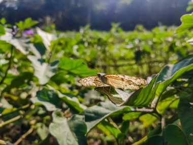Junonia atlites, Güney Asya 'da bulunan nemfobik bir kelebek türüdür. Bu tür Hindistan, Güney Çin, Kamboçya, Hindiçin, Malay Yarımadası vb..