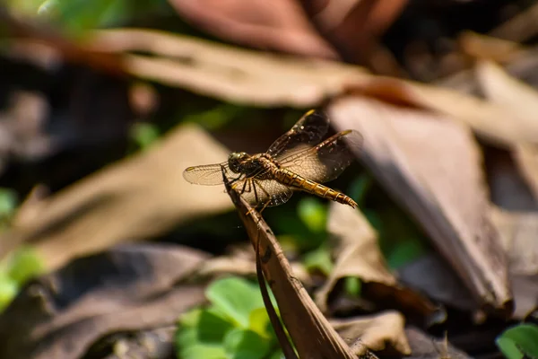 水母污染 沟中的宝石 是水龙科的一种蜻蜓 它在许多亚洲国家都能找到 — 图库照片