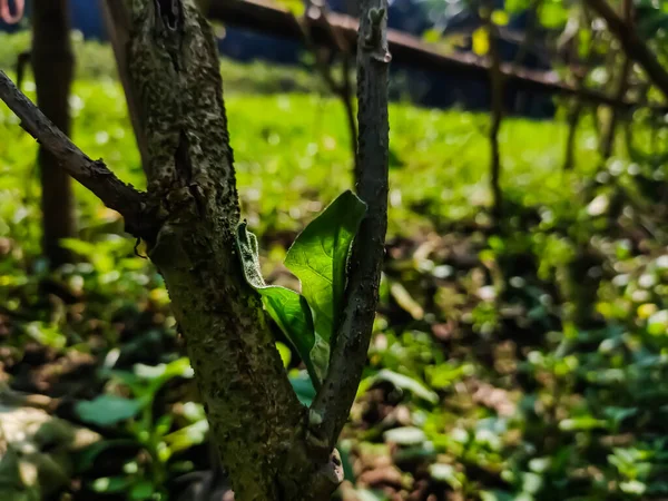 Les Rayons Diagonaux Soleil Matin Tombent Sur Une Petite Feuille — Photo