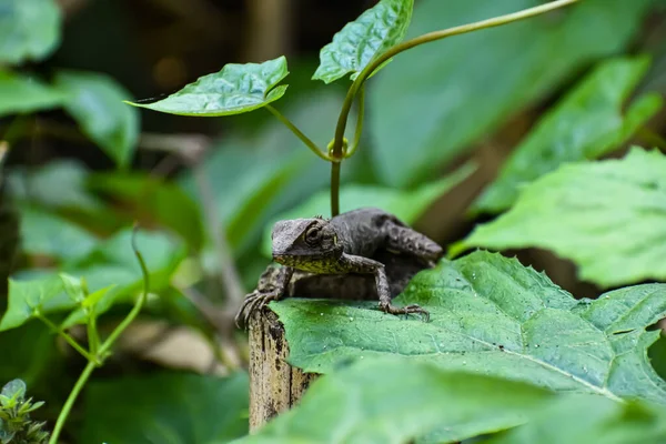 Lézard Jardin Oriental Lézard Jardin Oriental Suceur Sang Lézard Variable — Photo