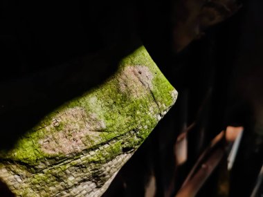 Bu bir yosun torbası yakın çekim, ve sabah güneşi bu pis yosunlu çuvala düştü.