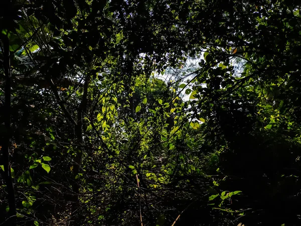 Ochtend Zonlicht Verlichtte Het Nieuwe Groene Blad Tuin Overdag — Stockfoto