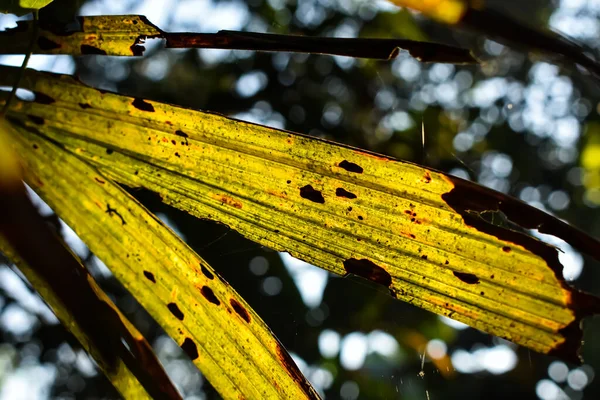 Esta Folha Coco Velha Amarela Luz Solar Iluminada Este Tiro — Fotografia de Stock